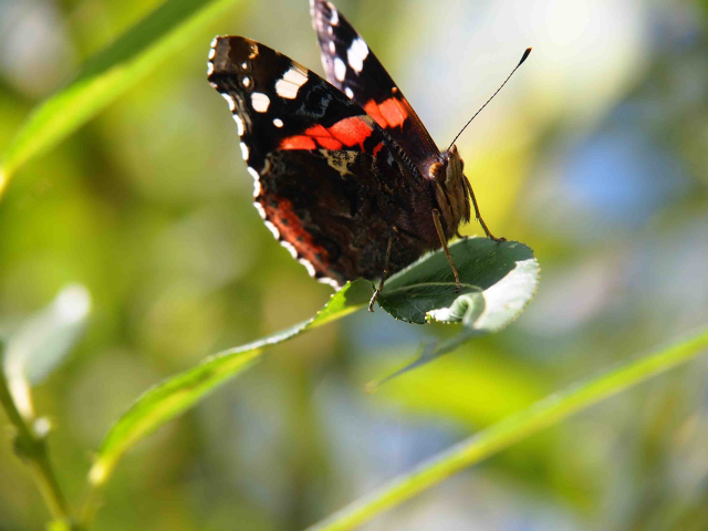 макросъемка