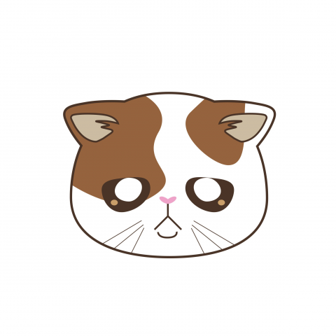 котик породы экзот