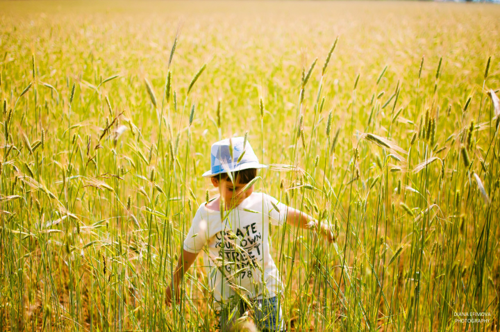 Пшеничное поле