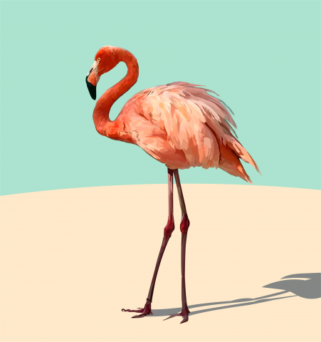 flamingos