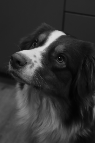 портрет собаки