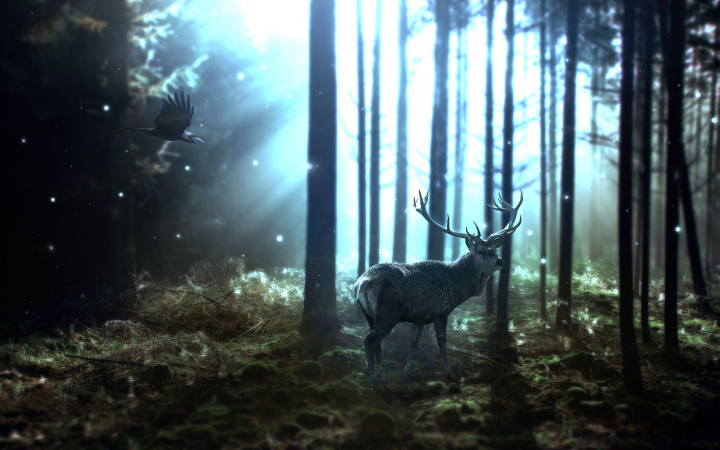 Фотография. Ретушь/коллаж