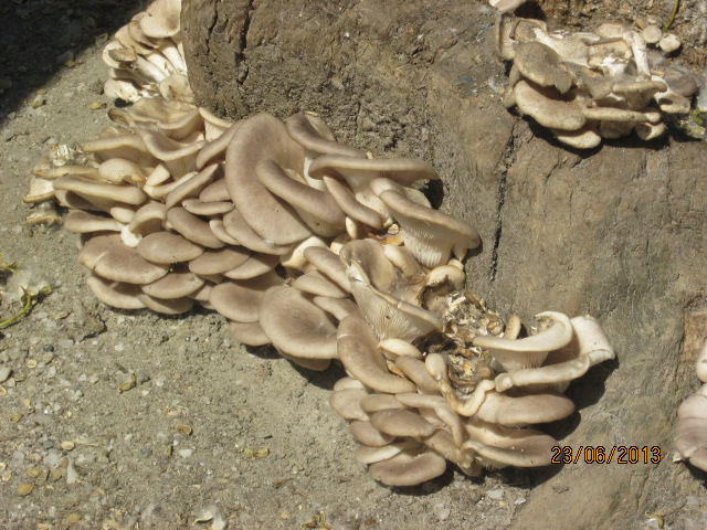 pic1748253.jpg
