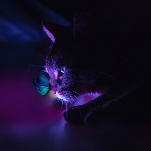 кошечка