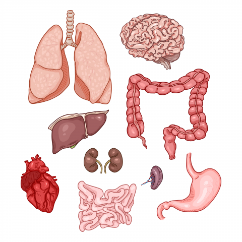 Анатомия. Внутренние органы.