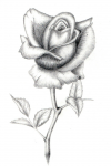 Роза