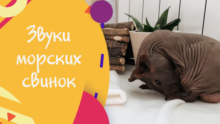 Звуки морских свинок. (тематика животные, юмор)