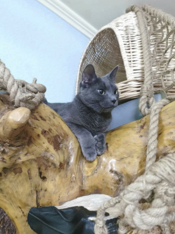 Кошачий дворец на дереве в доме.