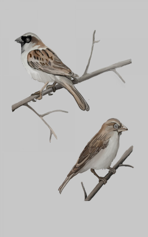 Art 2D