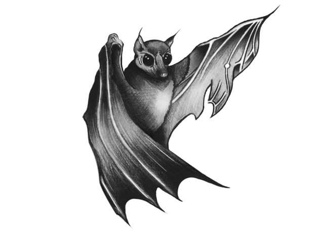 Эскиз (летучая мышь)
