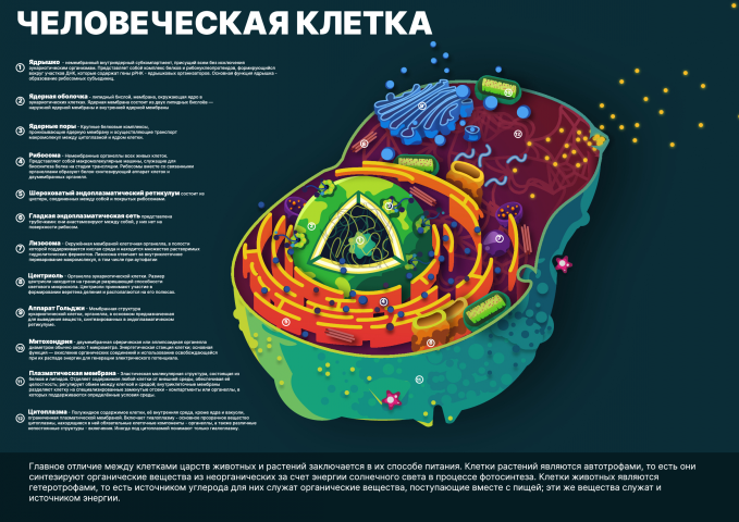 Школьный учебный плакат "Строение клетки"