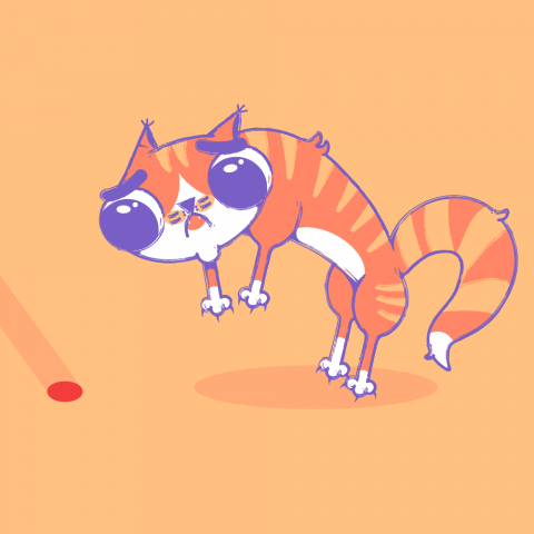 Кот