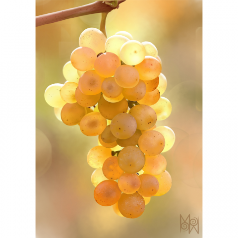 Grape