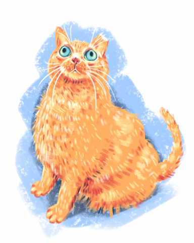 Мемный кот