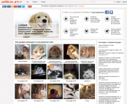 Ветеринария: дисплазия у собак