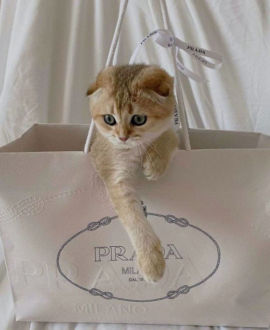 Продвижение шоурума в Казани