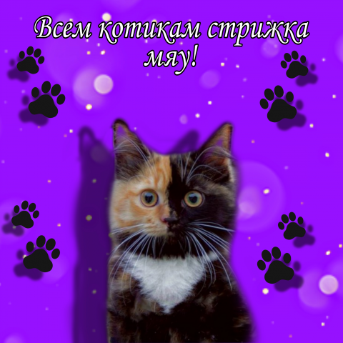 Всем котикам стрижка мяу!