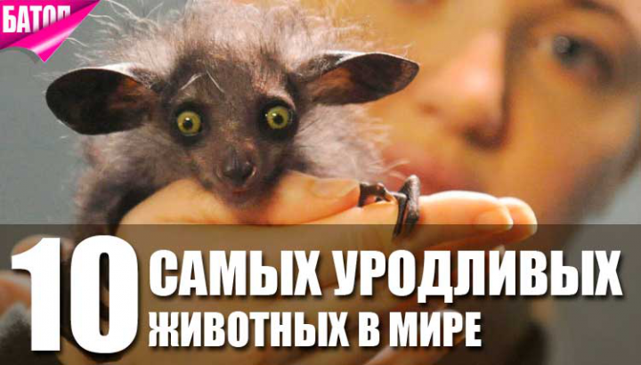Видеомонтаж | 10 Самых Необычных ПИТОМЦЕВ в Мире