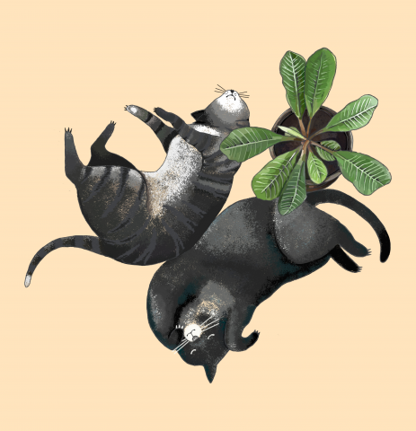 Котики