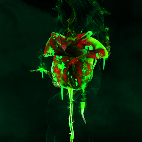 NFT—Acid roses | Binance & Imanbek