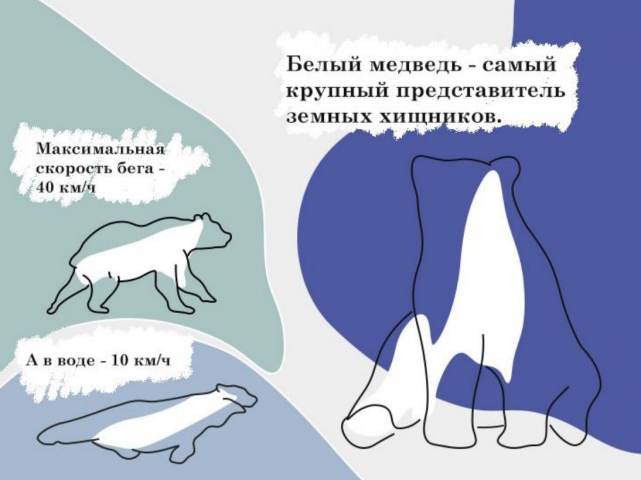 Проект по защите белых медведей.