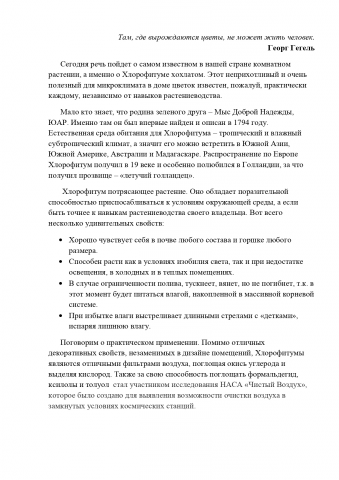 Растениеводство - хлорофитум
