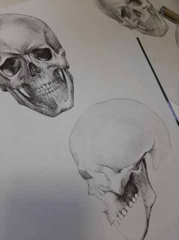 Sketch of the skull