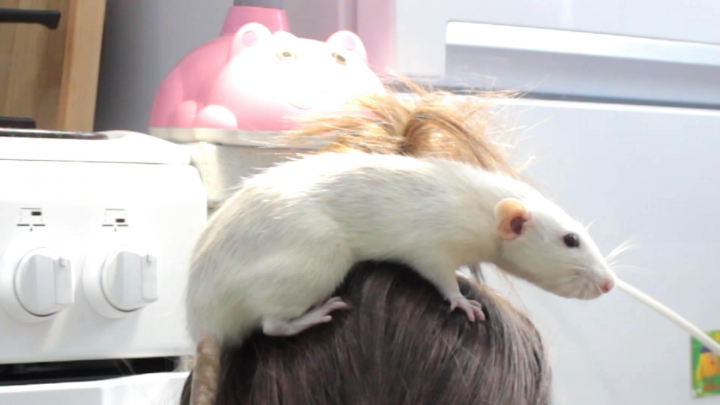 Монтаж ролика Ratatouille Remaster