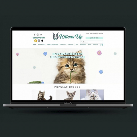 Seo-продвижение сайтов. Магазин кошек.