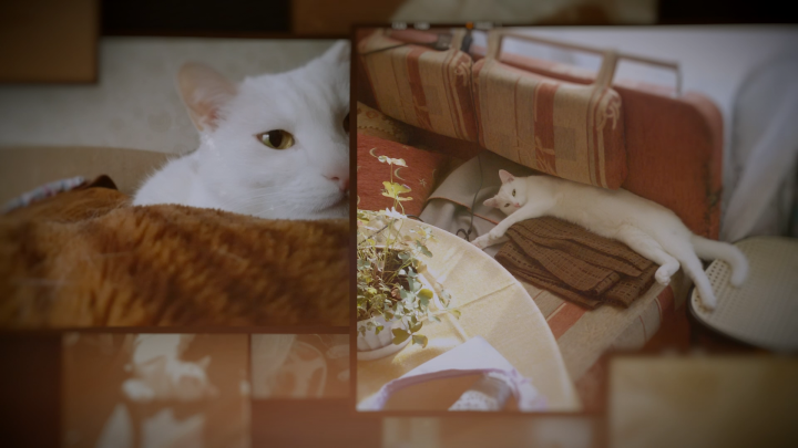 Видео коллаж с домашними питомцами