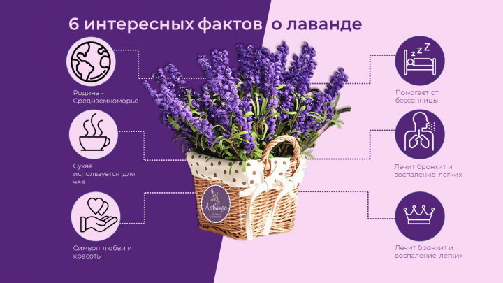 Информация о свойствах лаванды