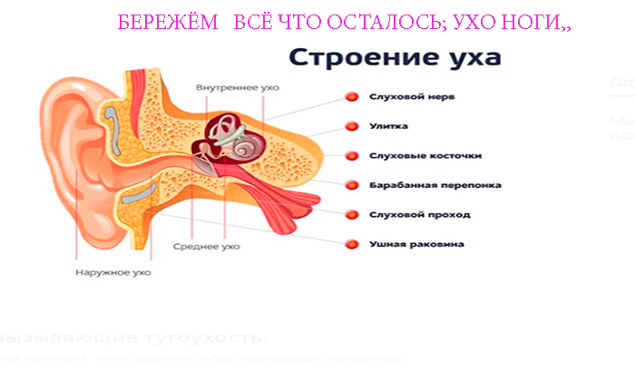 Бережём ухо, ноги и всё, что осталось...
