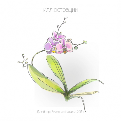 Орхидея 2