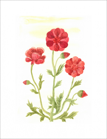 цветы - 1