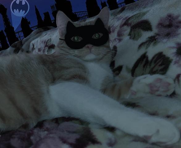 cat-batman