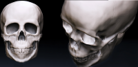 zbrush череп по референсам