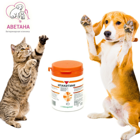 Макеты для ветклиники