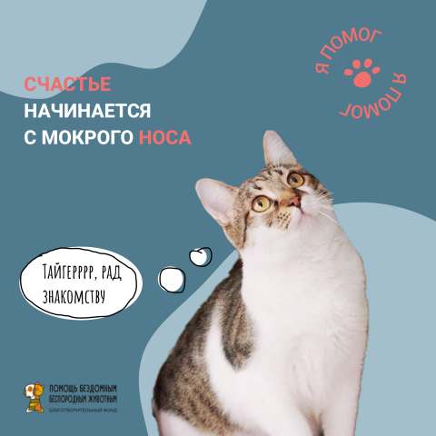 Баннер для фонда помощи бездомным животным