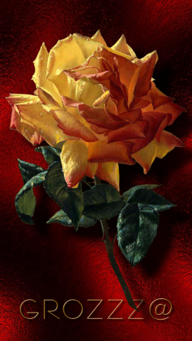 РОЗА Gif анимация