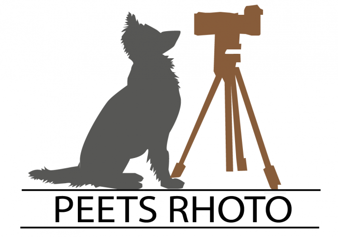 логотип для фотостудии животных