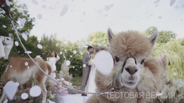 Свадебный клип