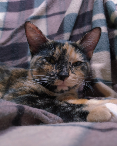 Работа 4037965