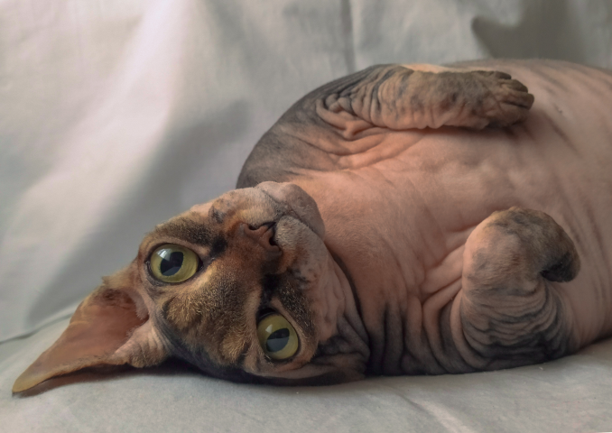 Работа 4037950