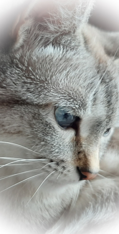 Cute cat