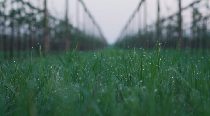 Агроном сад