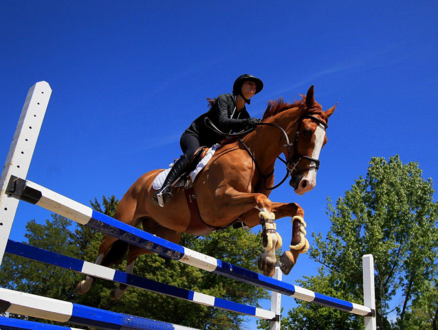 Конный спорт