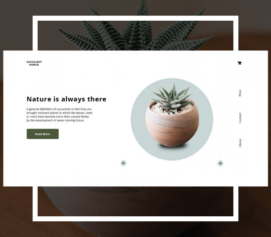 Магазин суккулентов