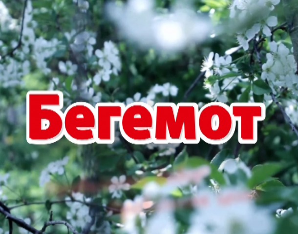 Весенняя заставка перед роликами для м-на Бегемот