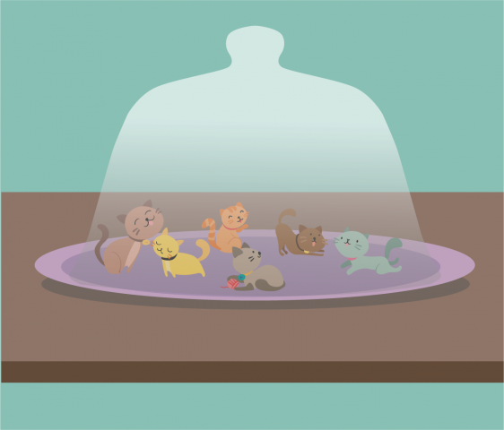 Котята под колпаком