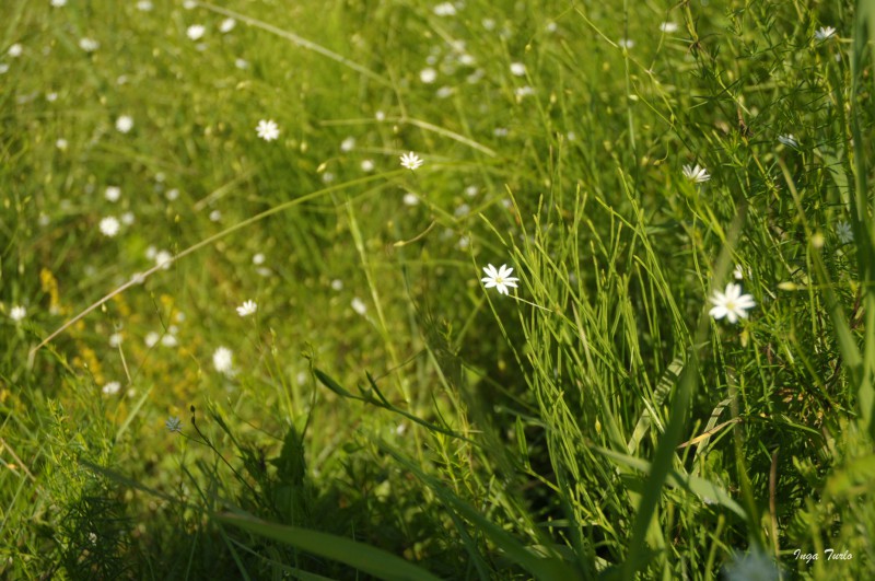 pic1959757.jpg